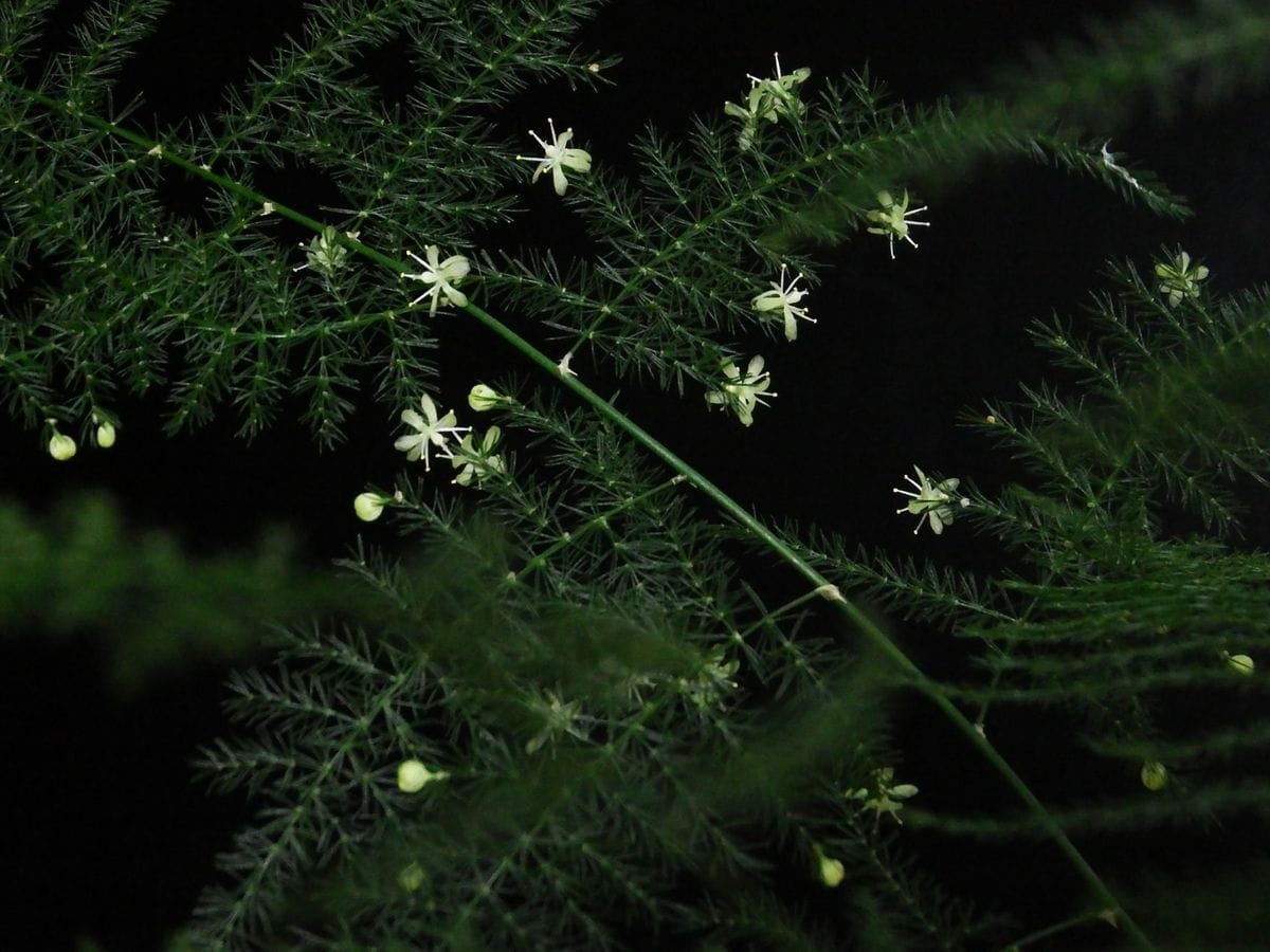 アスパラガス（観葉植物）の写真 by ともさく 2017.9.9 鉢植えの観葉アスパラガスに小