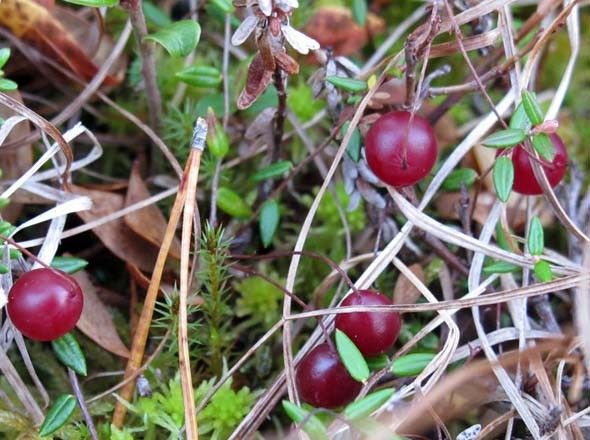 ツルコケモモ（Vaccinium oxycoccos、芬：Isokarpalo）、湿地帯に育つクランベリーで