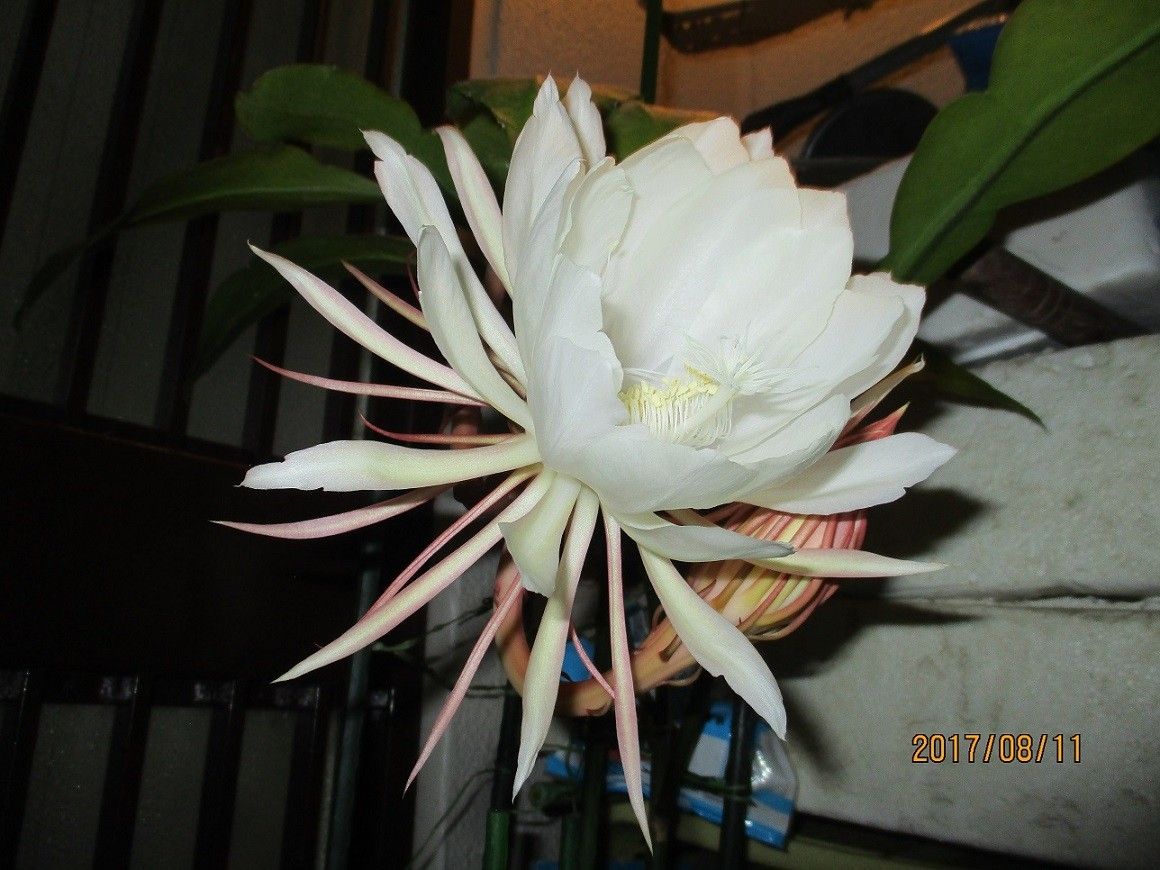 月下美人の写真 by rannmaru 8月11日第2回目の月下美人の花が咲きました。