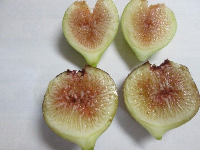 イチジクの写真 by 渋柿 イチジク２種類ゴールドフィンガーと姫蓬莱柿です。