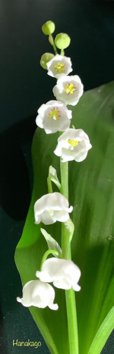 🎼我が家のドイツスズラン「春の訪れを報せる花」 《栞》 🔖日本スズランとドイツスズラ