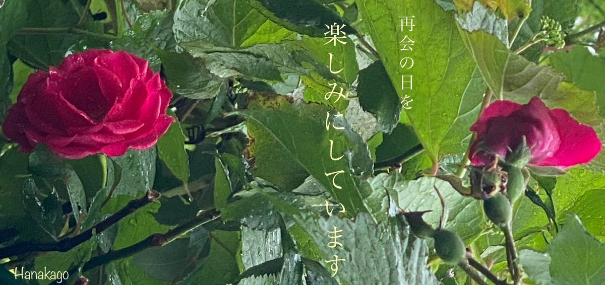 🎼 車庫の屋根の我が家の薔薇(バラ科) この間まで、もっと花が咲いていたのに、今はす