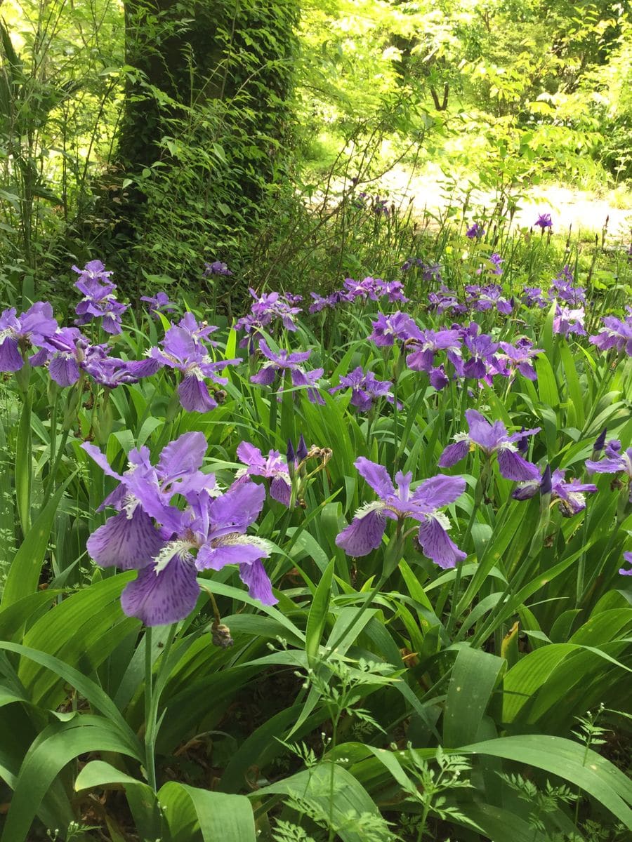 カキツバタの写真 by 梅もも桜 カキツバタが咲き誇っていました。