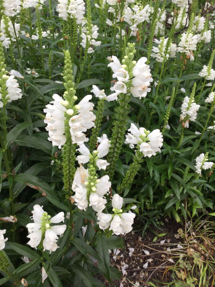 ハナトラノオ 白がキワだっています 京都府立植物園の四季折々 のアルバム みんなの趣味の園芸
