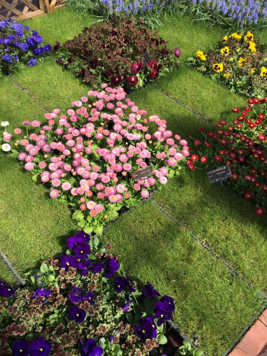 幾何学模様の花壇です！