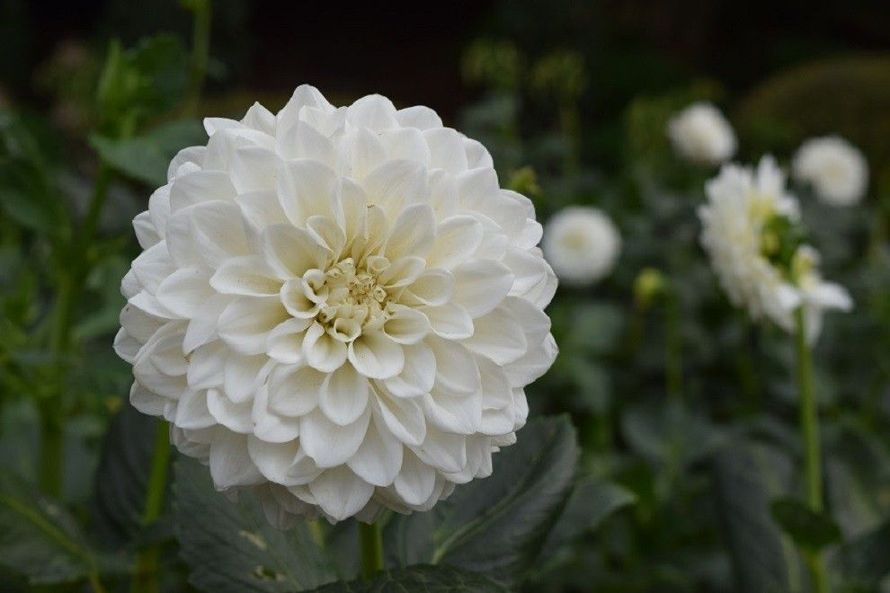 花の名前：雪てまり（Ｙ536）です。白く丸いダリアの花です