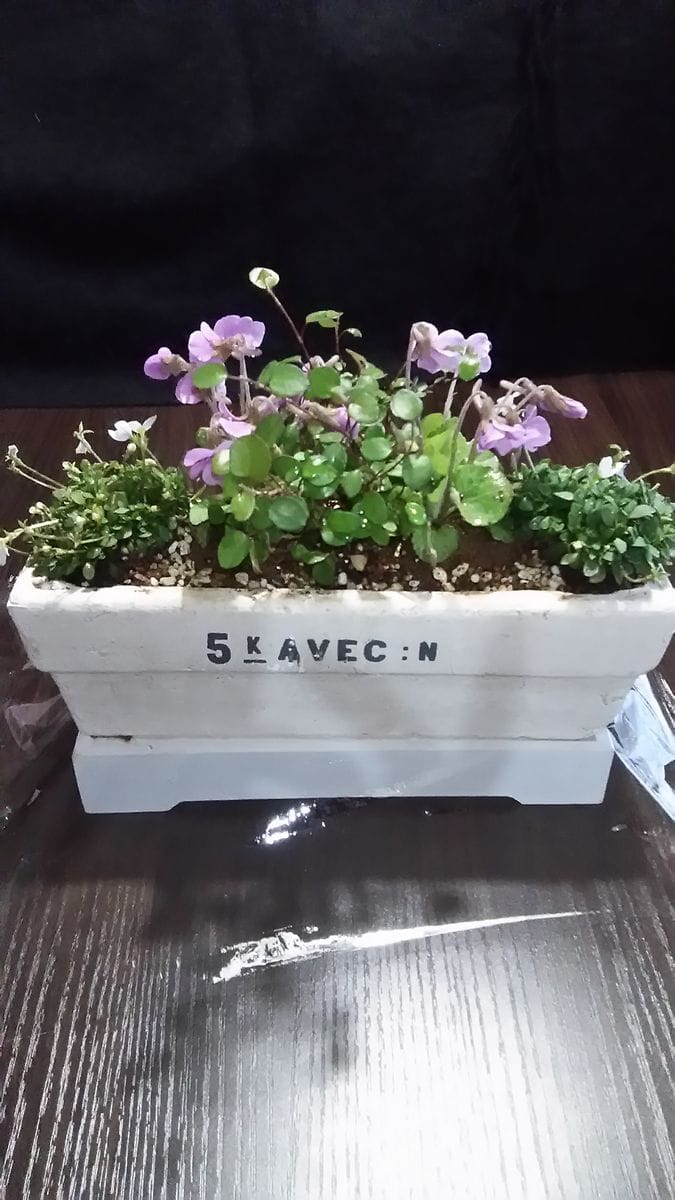 スミレの寄せ植え全体🌼‥アカネスミレ二つ。ヒナソウの白 二つ。 ワイヤープランツ。 