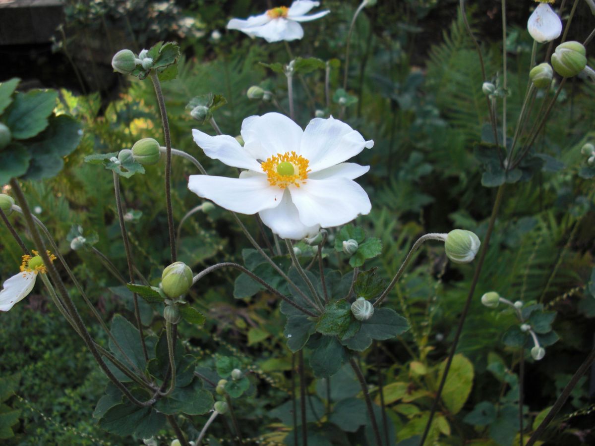 秋の花 シュウメイギクも咲き始めました