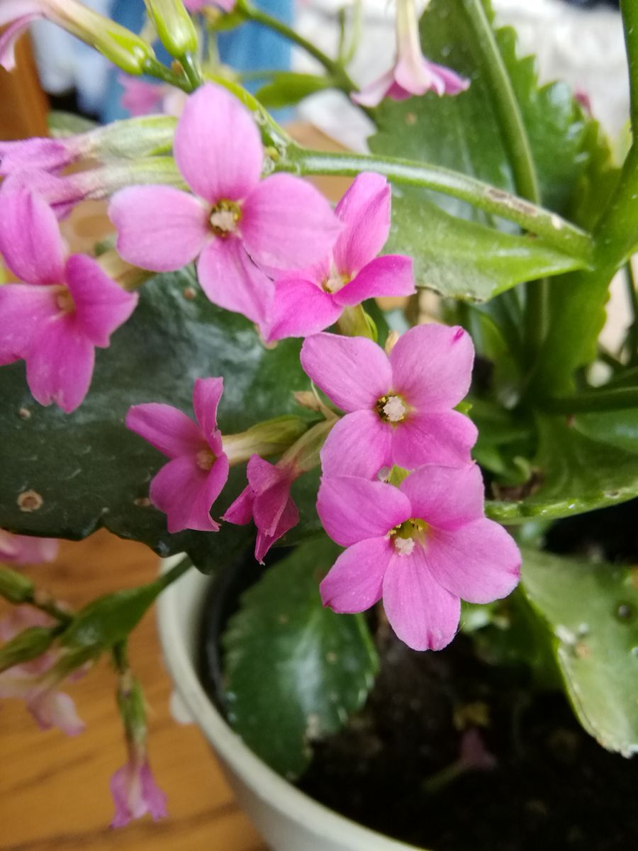 HCの花コーナーで ただ見るだけーっと言いながら お買い得に足が動いた┉50円のカラン