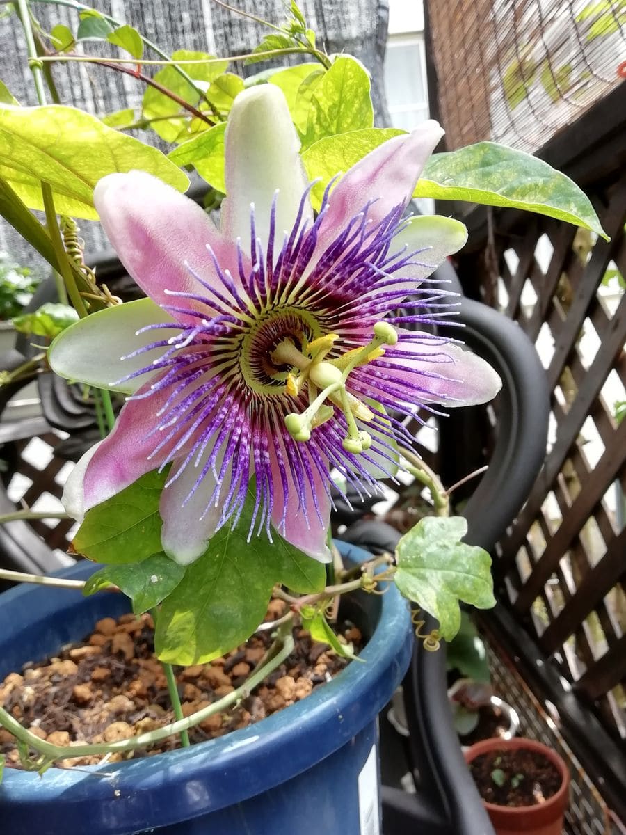 トケイソウ.ベロッテー 花は とっても良い香りがします❗