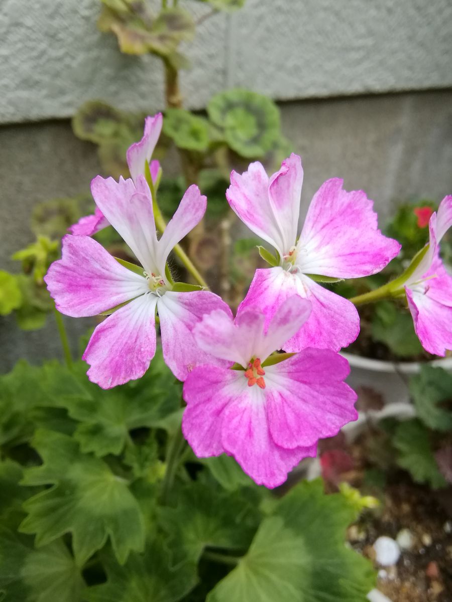 まだ寒い３月に花友さんから頂いた ゼラニウム。 🌸さくらさくら🌸 次々と咲き始めてい