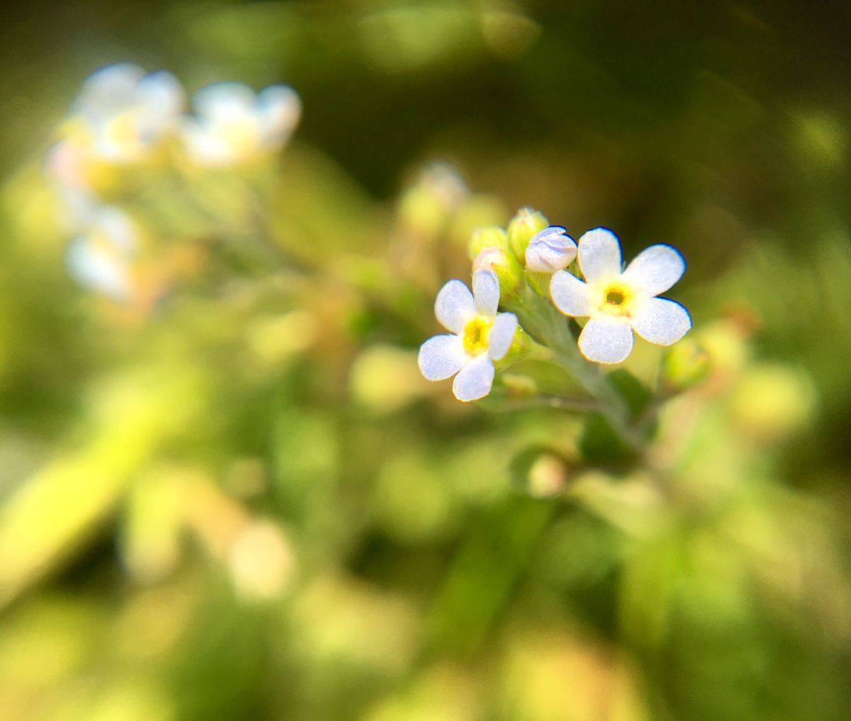 散歩道キュウリ草こんな所にいたのね〜やっと見つけたよ♡