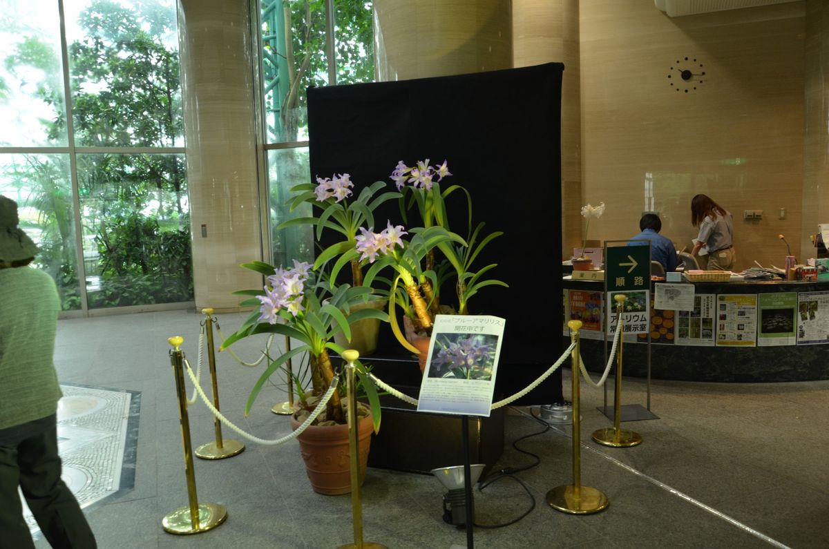 ブルーアマリリス 9月20日撮影 草津市立水生植物園みずの森