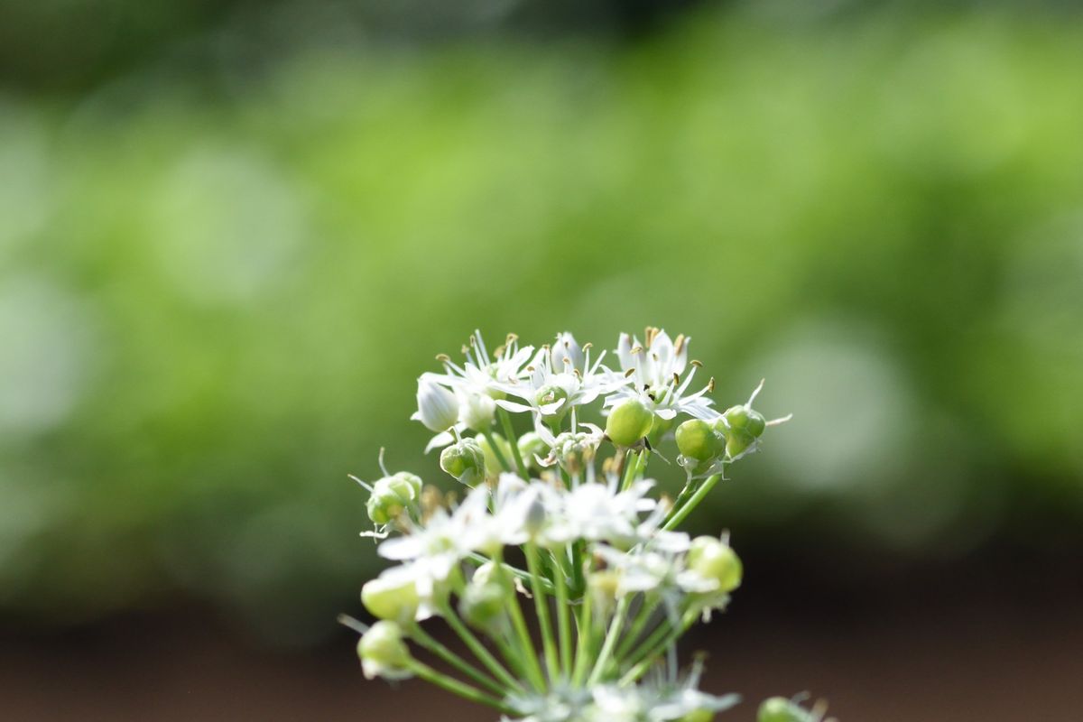 ニラ ニラの花が沢山咲いてました。