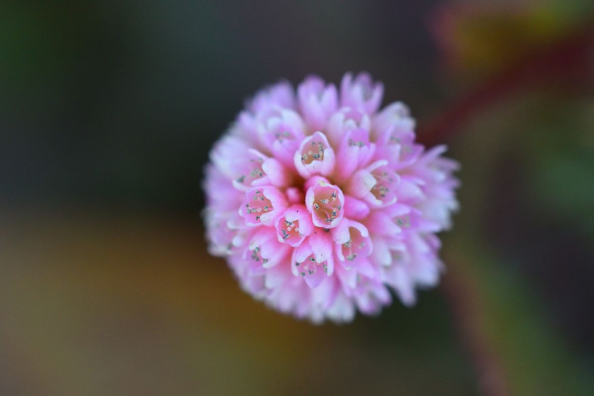 ヒメツルソバ ヒメツルソバの花をマクロレンズを使って 大きく撮ってみました。