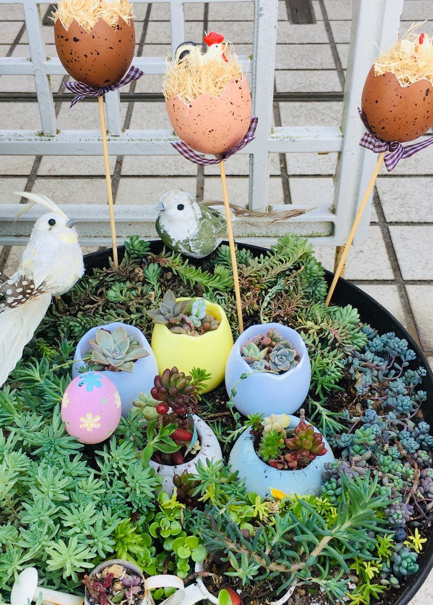 ハッピーイースター🥚 セダムを少し植え替えました