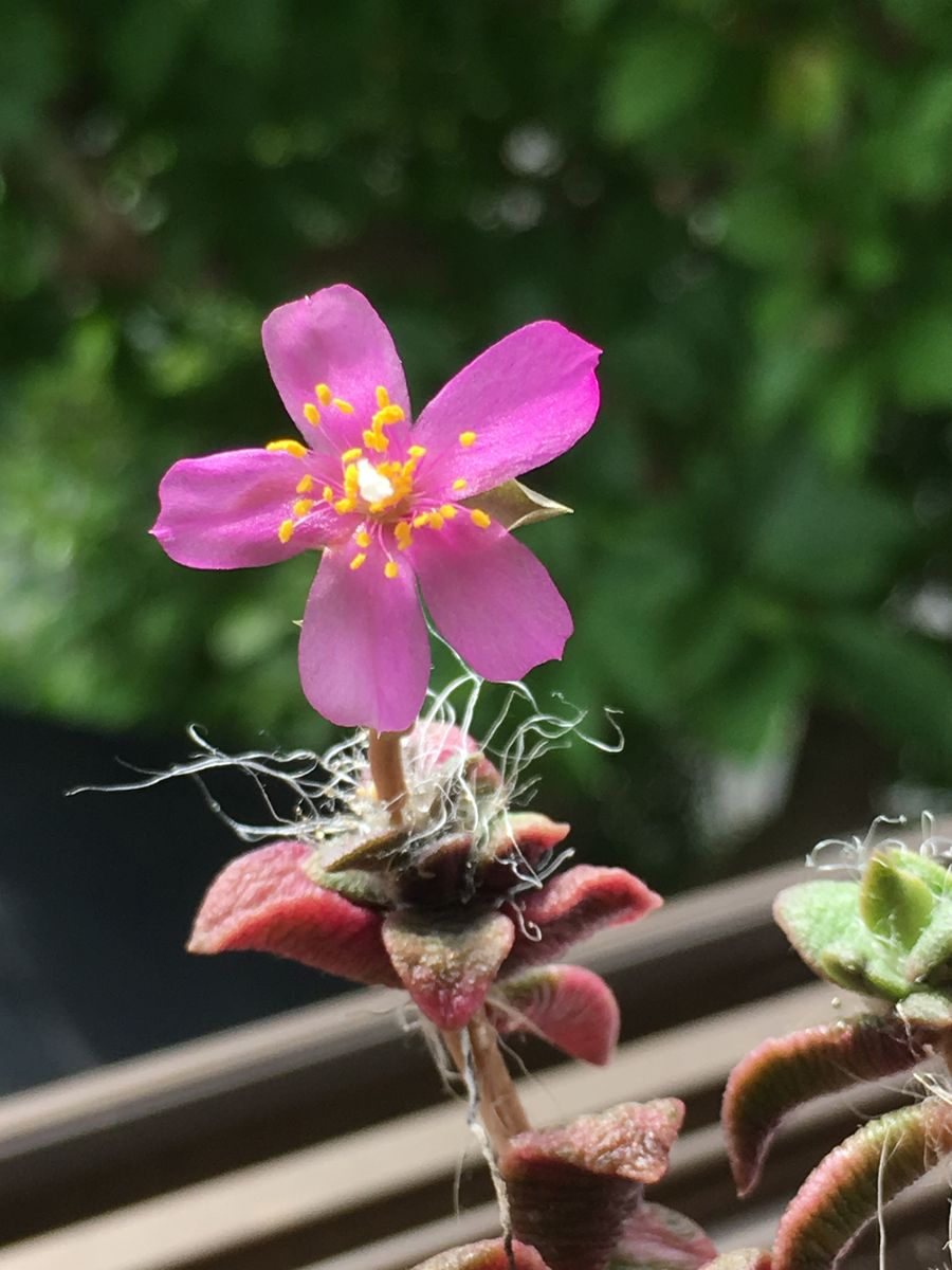 吹雪の松お花がまた咲きました