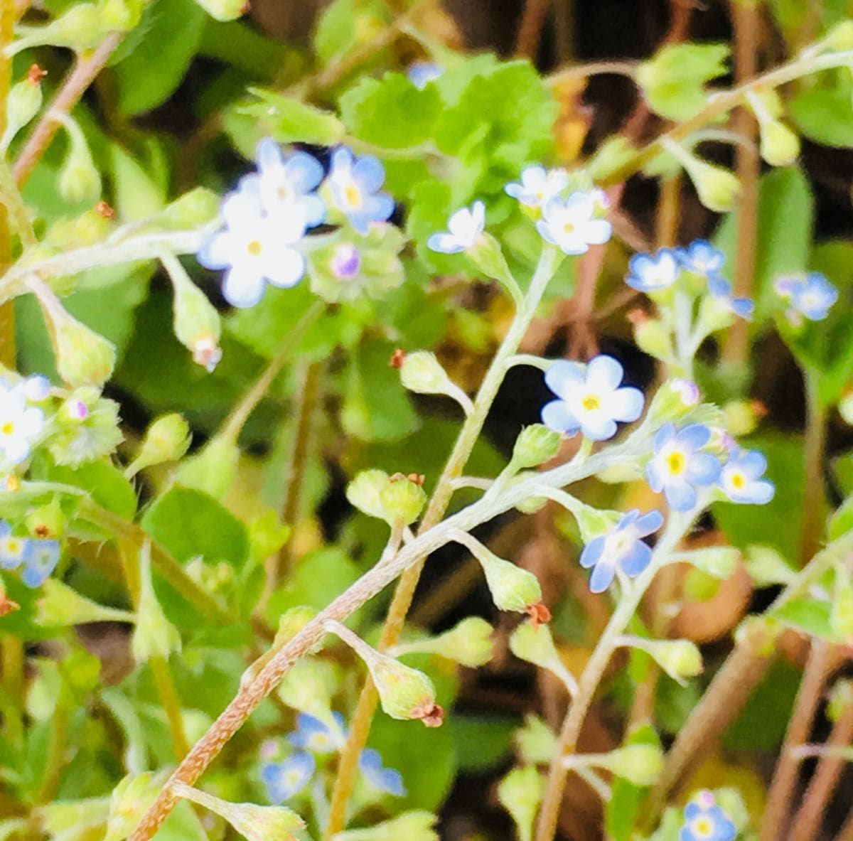 キュウリソウ  忘れな草の花によく似てます