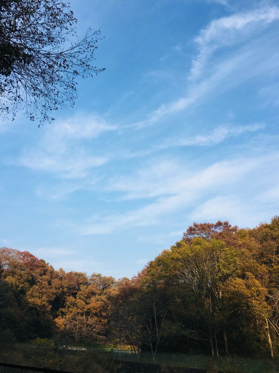 山が紅葉してます