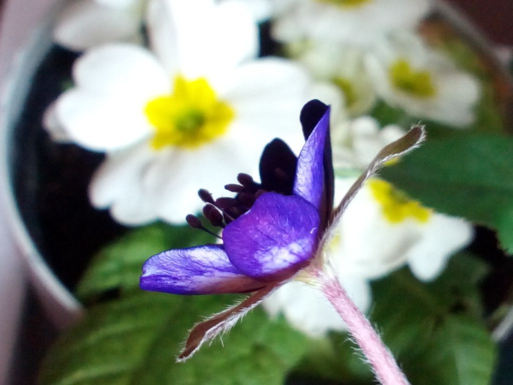 プリムラと、雪割草