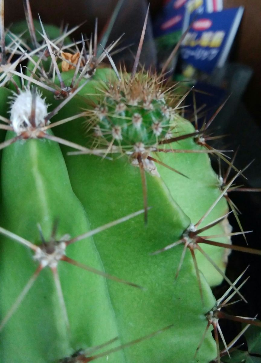 サボテン🌵  ベビーが出来てました😊💗