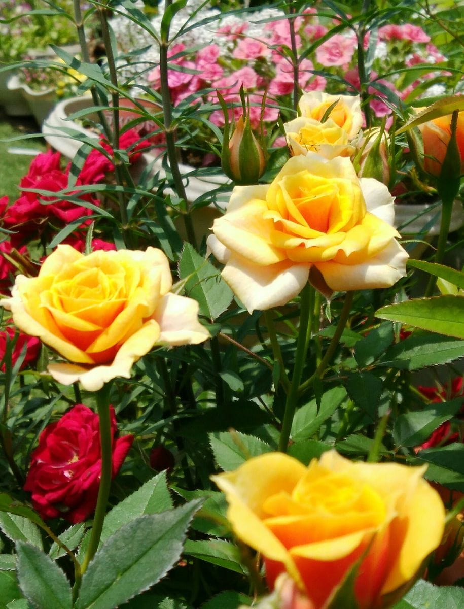 ミニバラ  今年はミニバラが良く咲いてくれました。 害虫退治、病気予防に頑張りまし