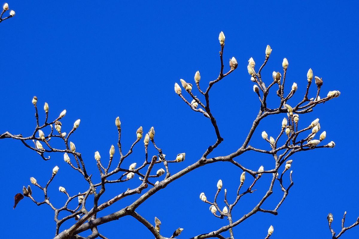 コブシの写真 by Kite.com 綿帽子 厳寒を凌ぐ 辛夷の芽  コブシ 辛夷（モクレン科モク