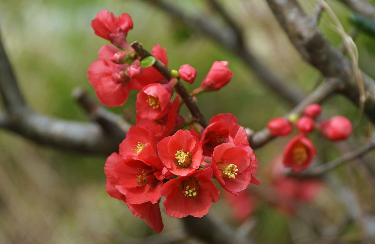ボケ（木瓜） バラ科ボケ属 一番よく見かける紅い花びらです。 撮 影：勝浦市、自宅の