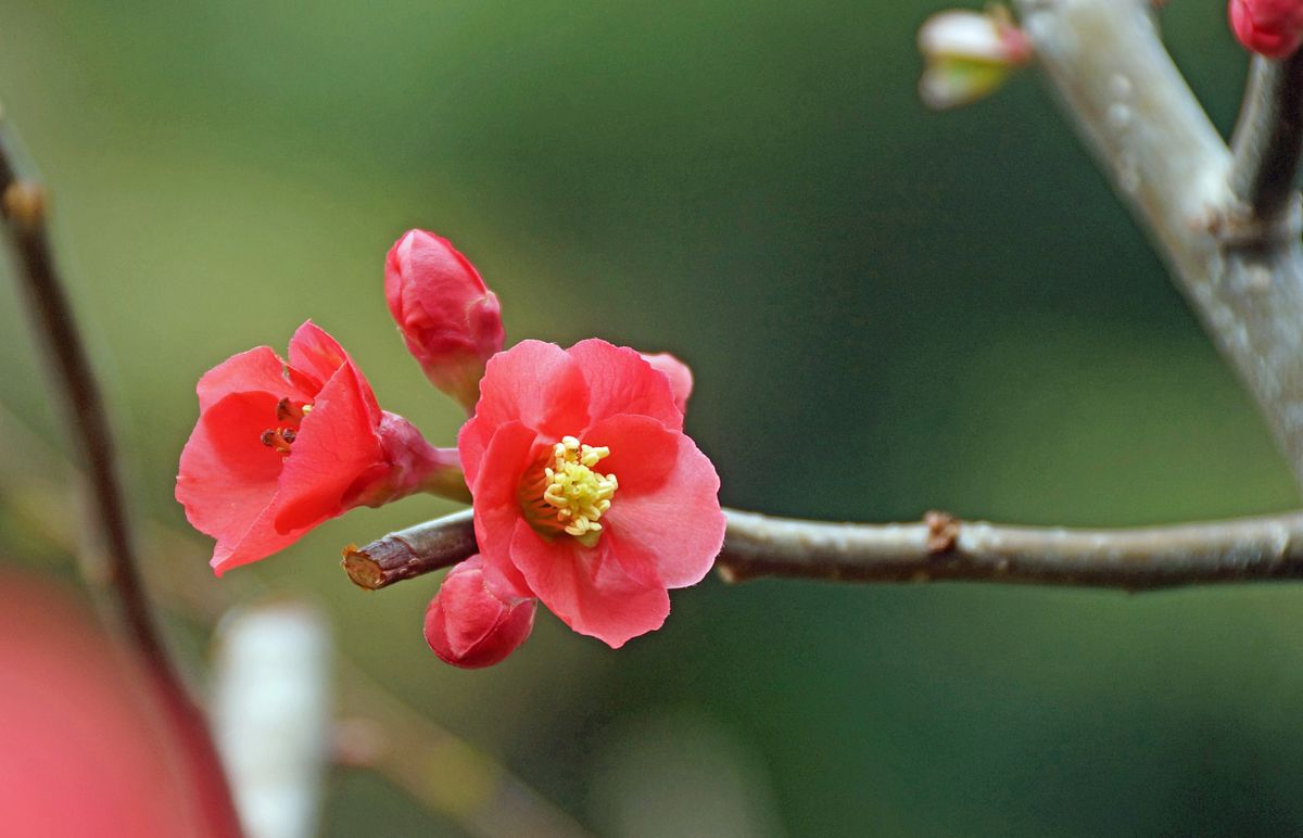 ボケ（木瓜） バラ科ボケ属 暖かくなり、日増しに花が咲いてきました。 撮 影：勝浦市