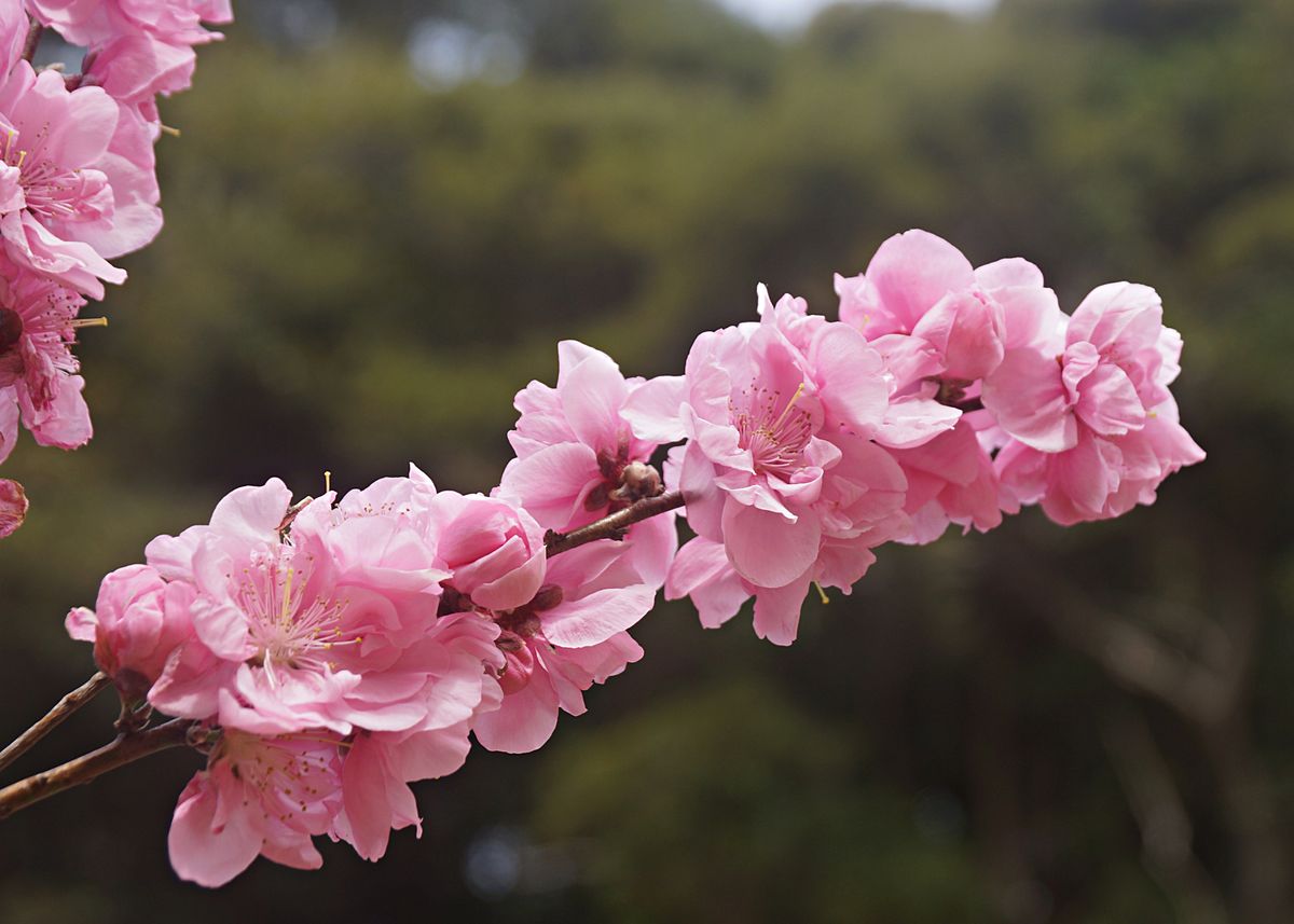 ハナモモ 花桃 真っ直ぐに伸びた枝を 木に咲く花 木になる実 のアルバム みんなの趣味の園芸