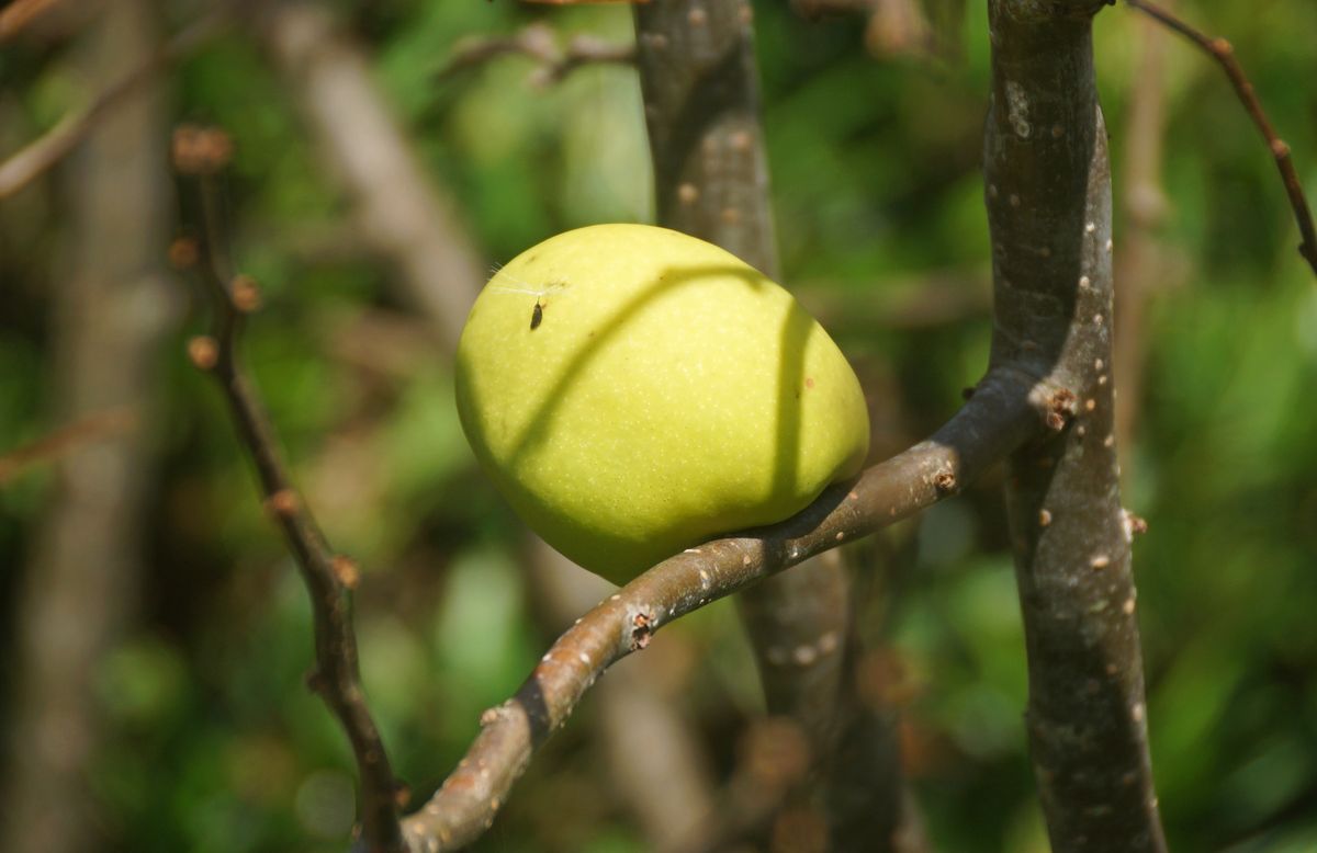 ボケ（木瓜） バラ科ボケ属 花からは想像しがたいボケの実 撮 影：勝浦市、自宅の庭に