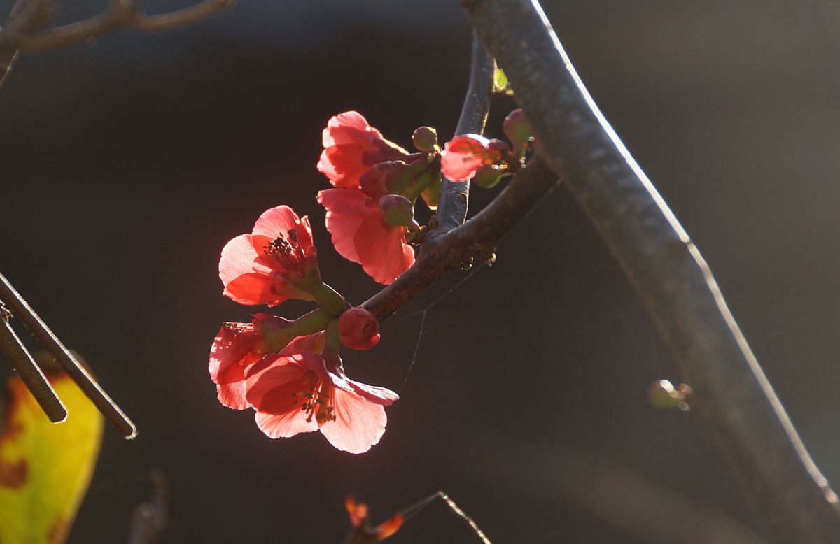 ボケ（木瓜） バラ科ボケ属 春の陽を浴びた花びらが、眩しく輝いています。 撮 影：勝