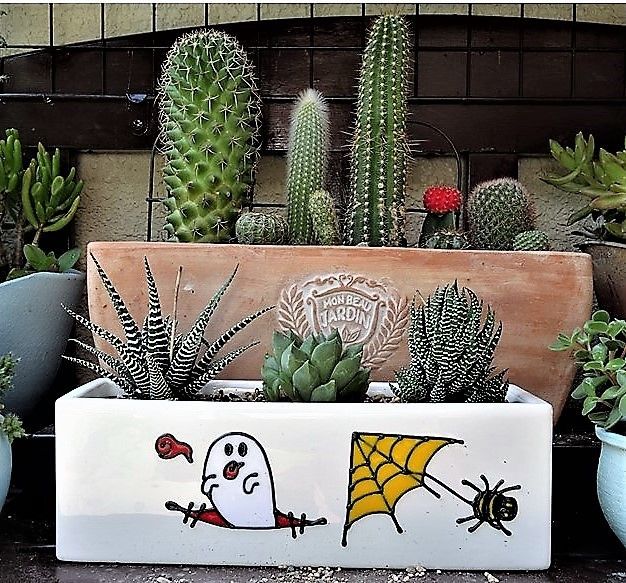 2017/10/11 🌵長方形の鉢に寄せ植えされた 上段：サボテン グループ / 下段：ハオルチ