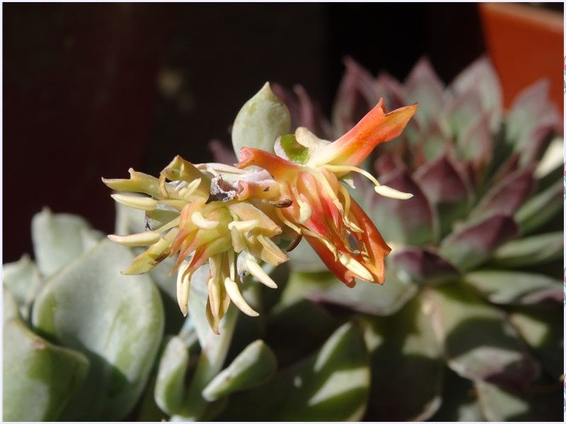 トプシィタービィにオレンジの花色が付き、雄しべ雌しべが目立つ様になった綺麗な姿