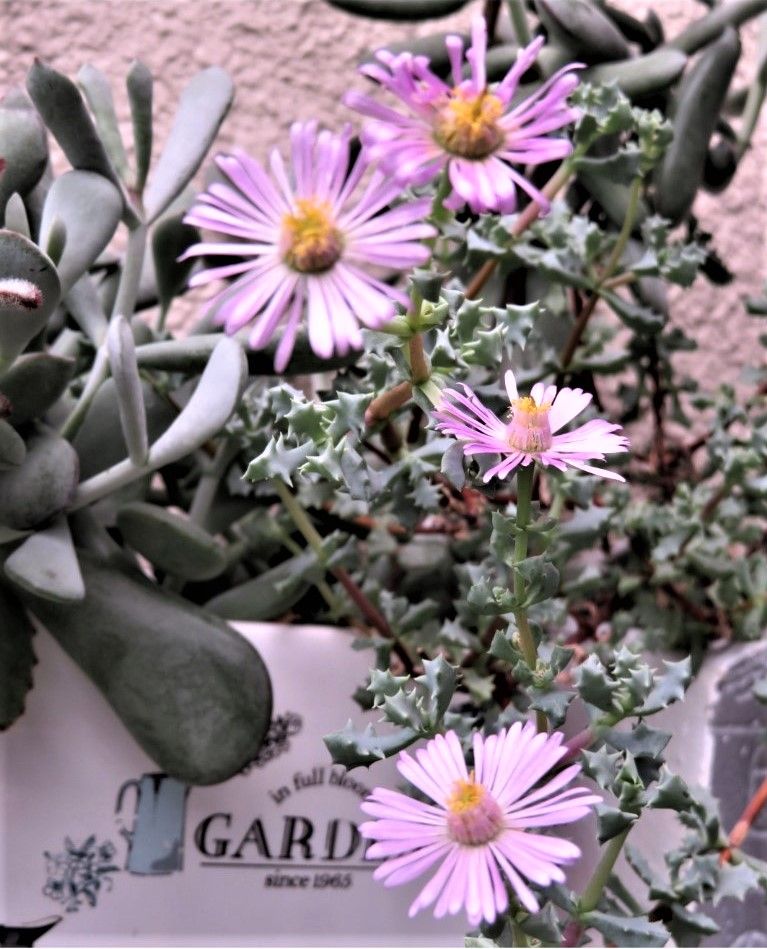 🌵オスクラリア琴爪菊(きんそうぎく)の花... 🔶縦に並び、上から流れるように咲いた花の