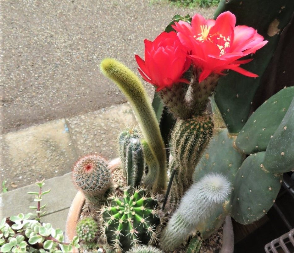 🌵寄せ植えの仲間と一緒に見るサボテン ビジョマル（美女丸）の花...🔶３年前から育てて