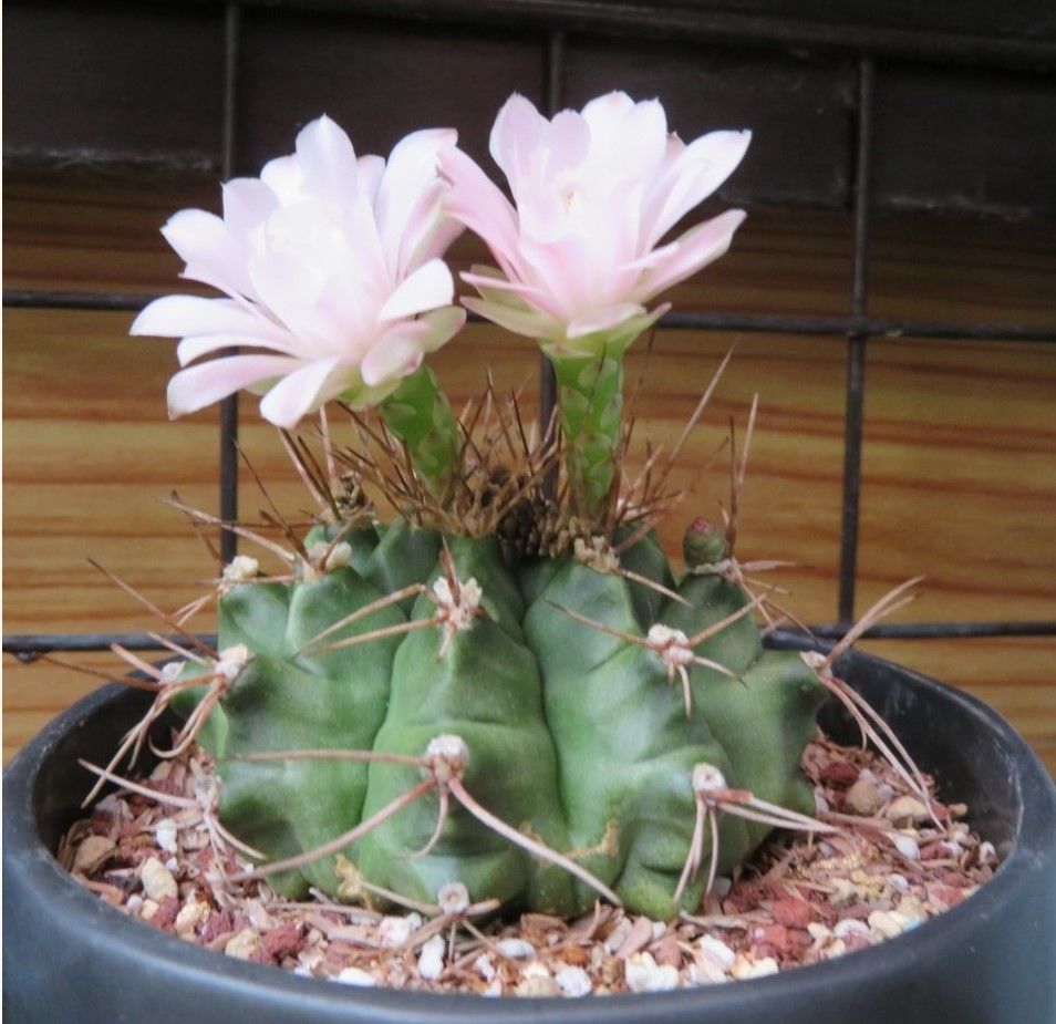 ３⃣🌵翠晃冠の花の横撮り...🔶７月２４日以来長い刺ある山からパカパカ噴火するように花