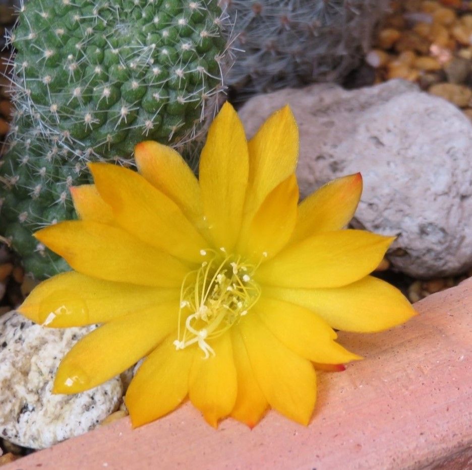 🌵ミニサボテンの黄色い花が、毎日花開いたり閉じたりの繰り返し、今日も花開いて、も