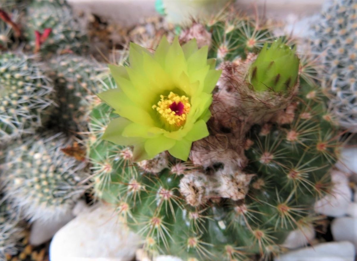 2⃣🌵再び咲いた黄緑色い花のサボテン...🔶５月５日以来、７つの花が咲き続け、今日の花