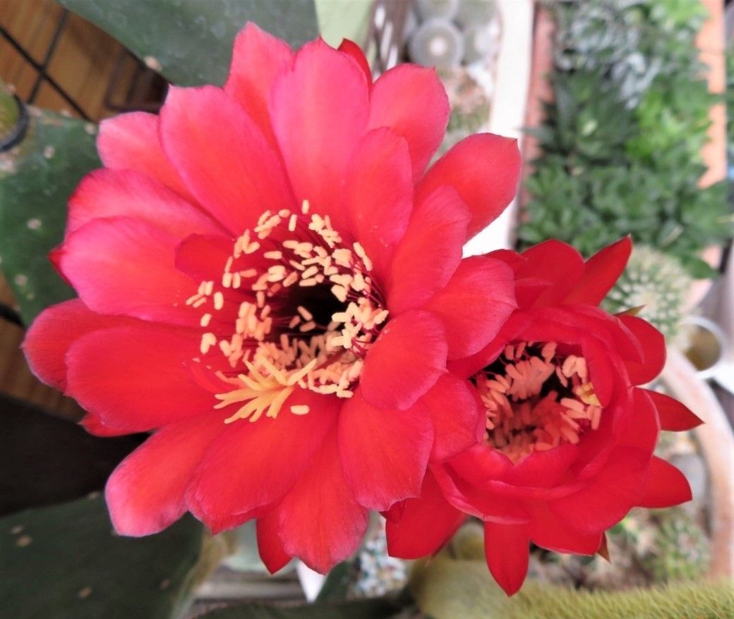 🌵早朝に開いたサボテン ビジョマル（美女丸）の花...🔶５月３０日に一つ咲き、今回の２