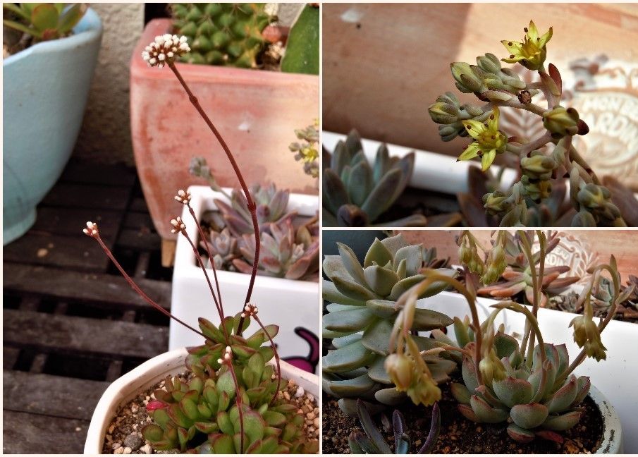 ３つの多肉植物花姿... 📷左：クラッスラ紅稚児の米粒みたいな小さい花  右📷上：グラプ