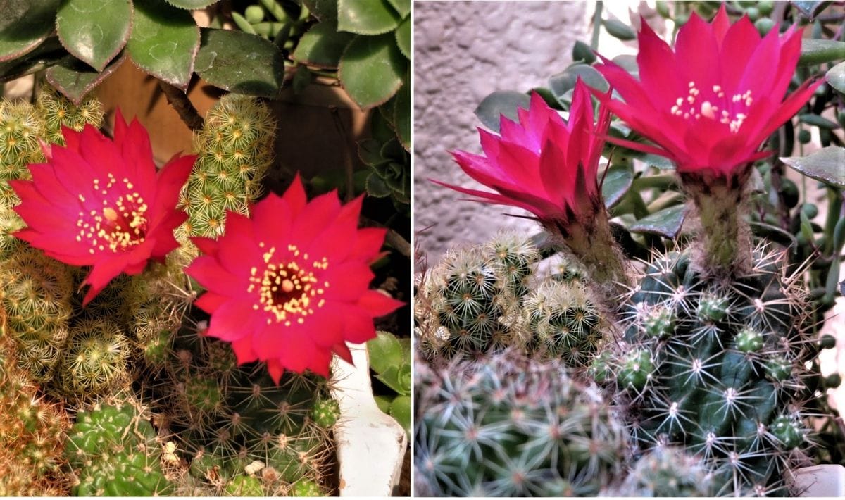 1⃣🌵今年も咲いたサボテン花嵐の花...🔶子株を付けて群生するサボテンの寄せ植えの中で