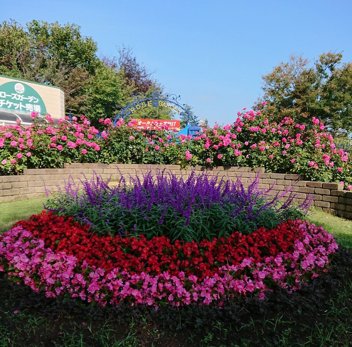 京成バラ園 入り口付近～😃