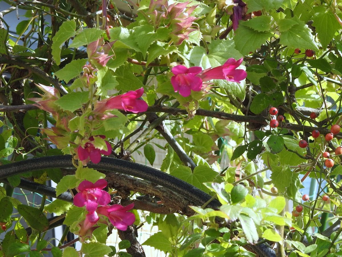 アサリナの写真 by アサリナ  今朝この花はこの棚に約３０個 咲いていました。いつま