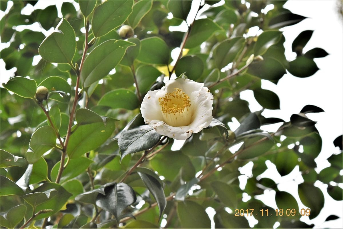 ツバキの写真 by shonan 裏山はサザンカに続き『ツバキ』も咲き始めました。