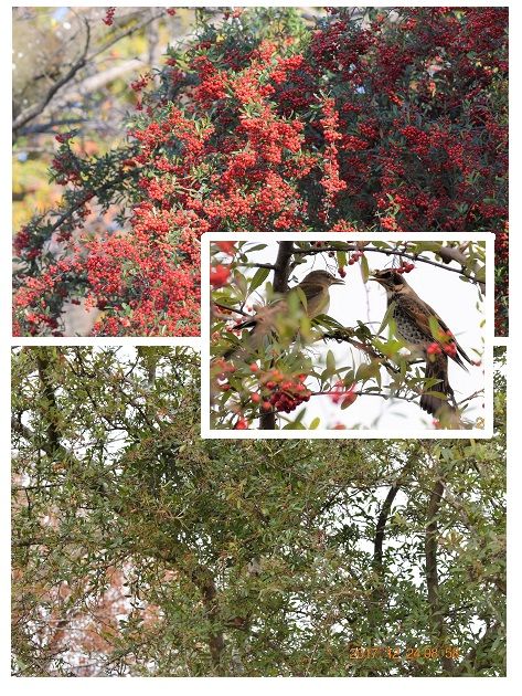 ピラカンサの写真 by shonan ピラカンサの実を鳥たちが食べる前と、 食べ終わった12/2