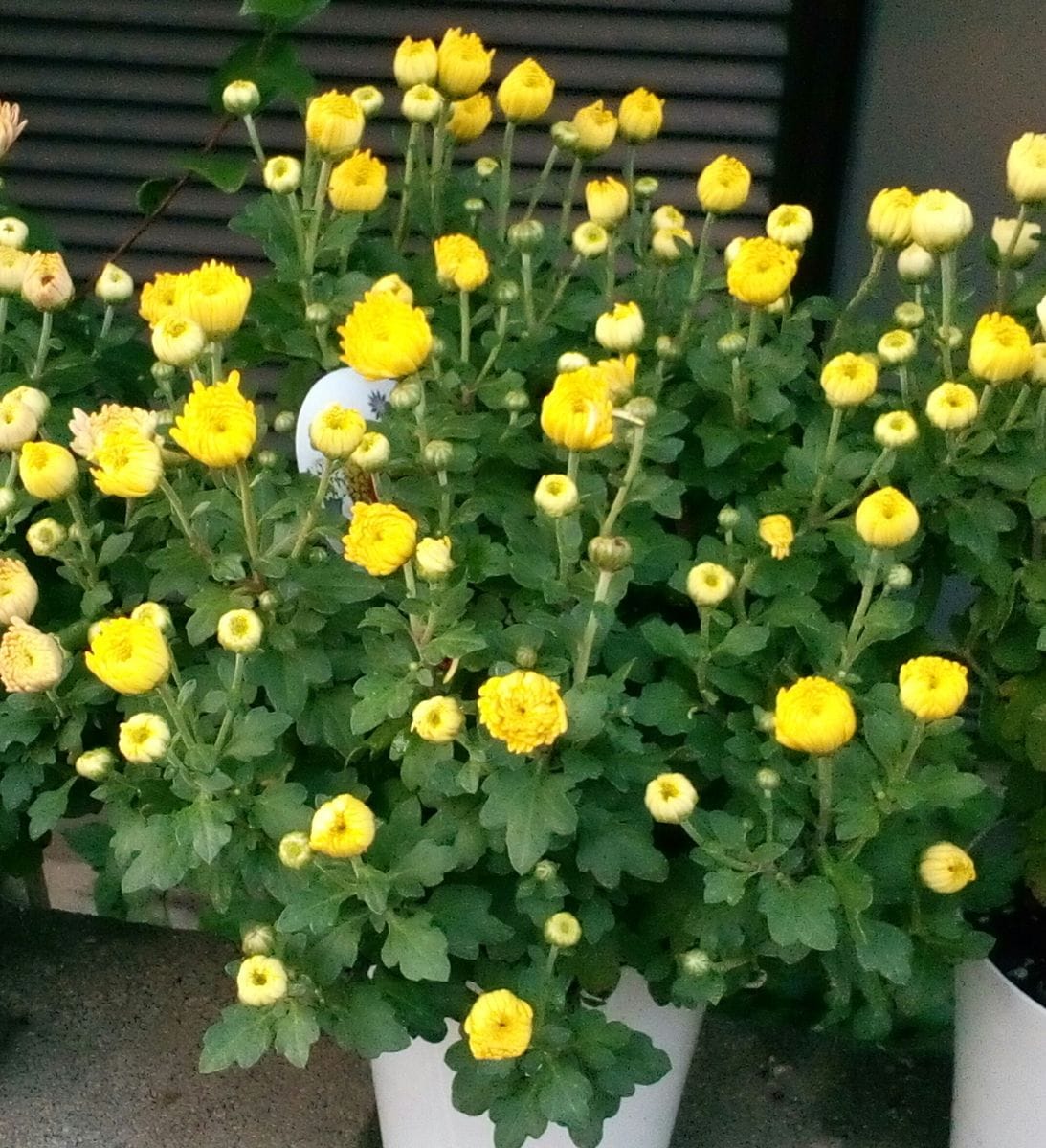 今後の開花が楽しみな「ベルギーマム」達です(〃艸〃) １０月１７日撮影