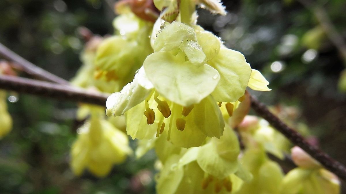 日向水木(ヒュウガミズキ)2017.3.25撮影 大好きな木の一つですが 釣鐘型の花の蕊撮影