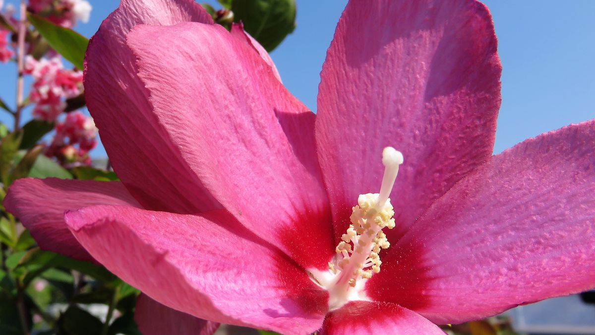 ムクゲ 2017.9.2撮影 家では地植え 盆栽 寄せ植えと 大活躍の元気モノです