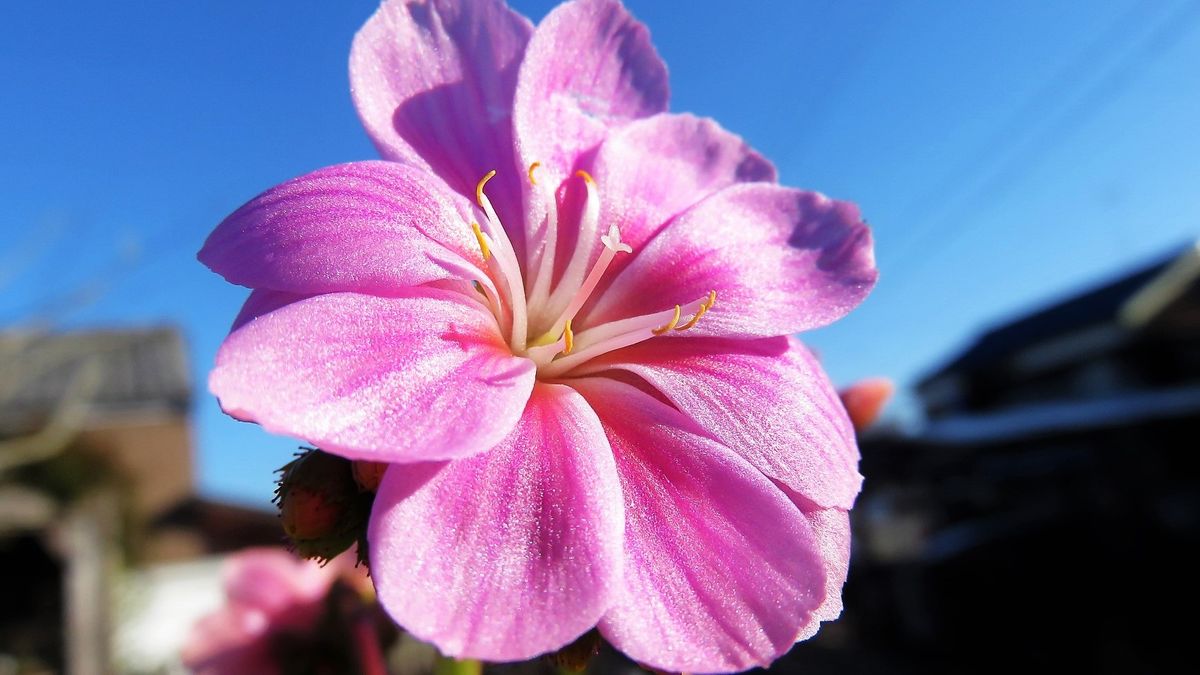 2018.3.6 撮影 レウイシアエリーゼ 寒さで葉っぱは茶色く変色しましたが 花は綺麗に咲